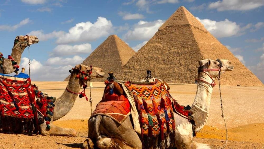 Camellos en las pirámides de Guiza