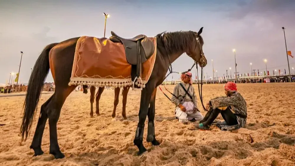 Festival del Caballo Árabe de El Cairo